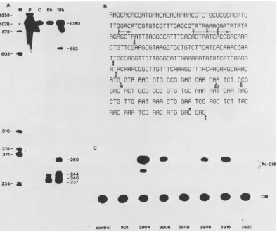 FIG.1.expressionindicateintranscriptionalareuninfectedbeforeexpressionurea-5%thin-layerindicated the Si nuclease mapping of the 5' ends of the 39K gene (A), the nucleotide sequence of the 5' end of the gene (B), and transient of chimeric 39CAT plasmids (C)