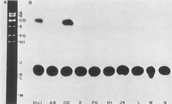 FIG. 2.fragmentsgels.amount XhoI restriction digest of AcNPV DNA (A) and transient expression assay of cell extracts cotransfected with 39CAT-4 and purified (B)