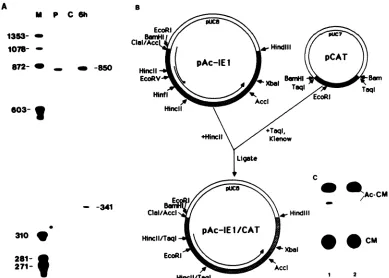 FIG. 5.andHinflHinclIuninfecteddigestedAfterstandardsmapping S1 mapping of the 5' end of the IE-1 gene (A), construction of an IE-1-CAT plasmid (B), and expression of the plasmid in infected uninfected cells (c)