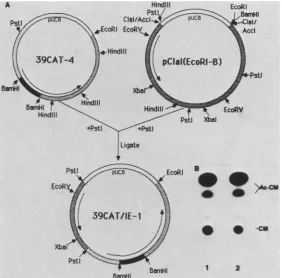 FIG. 6.(B)39CAT-4/IE-1withcells Construction of a single clone containing 39CAT and the gene required for its expression (A) and 39CAT expression in transfected (B)