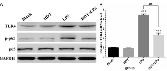 Figure 6. Result of TLR4 expression and p65 phosphorylation by Western blot and qRT-PCR