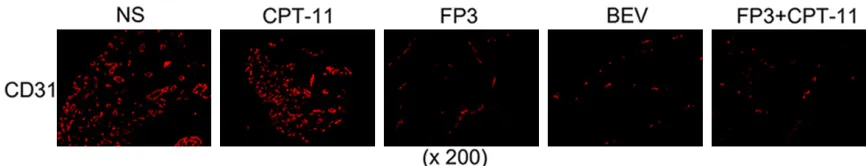 Figure 2. Immunohistochemical expressions of ki-67 and PCNA to evaluate the ability of anti-tumor-growth in differ-ent treatment groups.