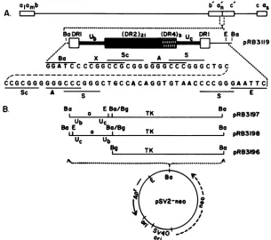 FIG.1.BgIII-BamHIofaonepRB3197lackedisogenic.onconstruct.inrepresentationrepresentssequences sequence the recombinant Sequence arrangements and plasmid constructions
