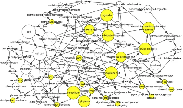 Figure 4. Cellular component (CC) network for the 43 overlapping genes. Each node represents a GO item
