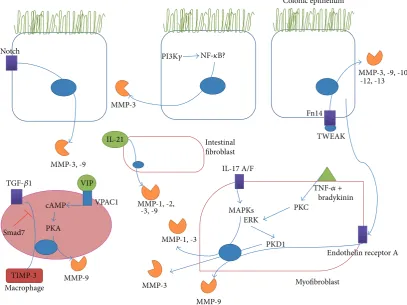 Figure 1: Recently described signalling pathways in the gut leading to the upregulation of MMPs in IBD or models of colitis