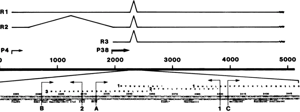 FIG. 4.MVM(p)andindicatesite) Potential splice junctions at map unit -45. The upper portion of the figure illustrates the RNA transcripts and splicing pattern for (41)