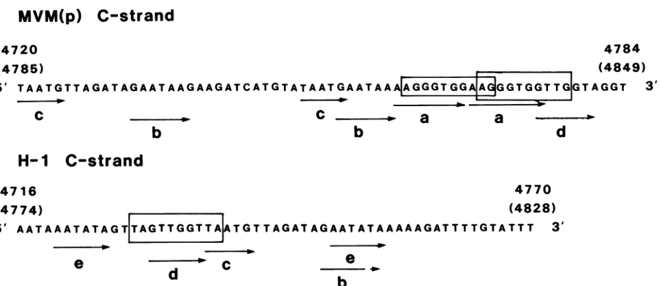 FIG. 5.repeatedshare Nucleotide sequences of the 65- and 55-bp repeats found in MVM(p) and Hi
