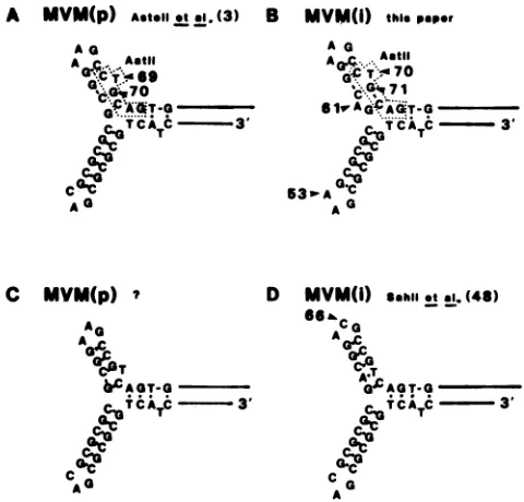 TABLE 1. Differences in sequence between MVM(i) of Sahli et al.(48) and MVM(i) of this paper