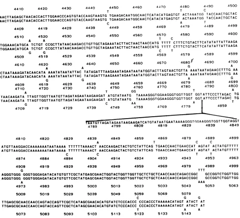 FIG.1.of(nucleotides the Homology between MVM(i) (upper line) and MVM(p) (lower line)