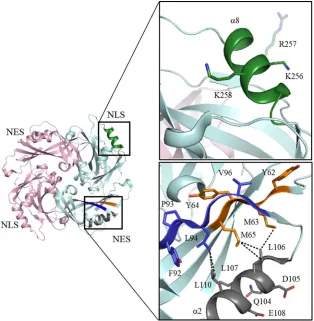 FIG 8 Structural features of NLS and NES in HeV M. Key residues of thewith two putative L domains (blue and orange) that are part of the HeV M core structure