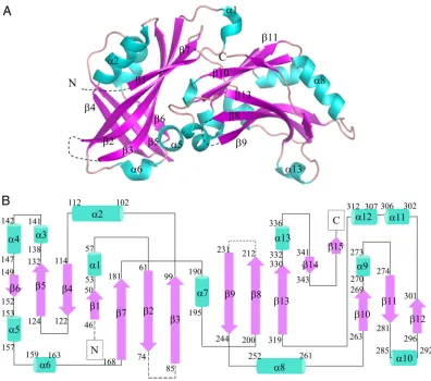 FIG 1 Three-dimensional structure of HeV M protein. (A) The monomeric structure of HeV M comprises two similar domains(cyan)