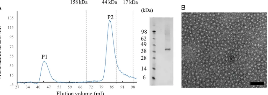 FIG 2 Puriﬁcation proﬁle and electron microscopy image of recombinant HeV M. (A) Puriﬁcation proﬁle of recombinant HeV M using Superdex200 10/60 size exclusion chromatography