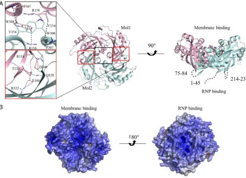 FIG 4 Residues in the dimerization interface are required for protein stability and VLP assembly