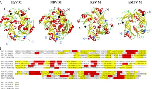 FIG 5 Comparison of paramyxovirus and pneumovirus M proteins. (A) Fixed orientations of M proteins from HeV (PDB entrylabeled in the same color scheme
