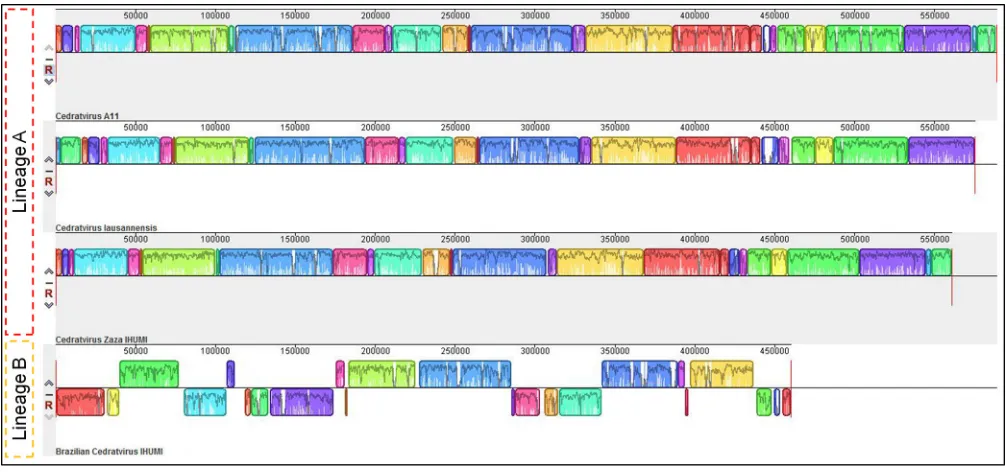 FIG 2 Genome synteny analysis. Schematic genome alignment diagram obtained using the Mauve software package
