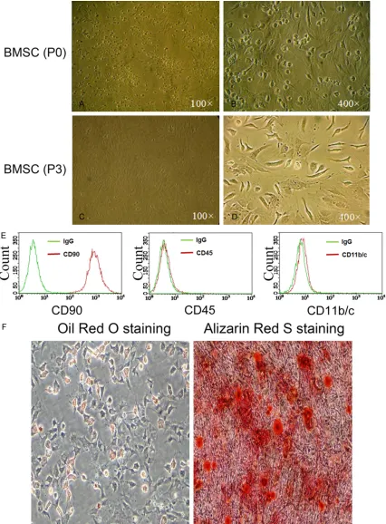Figure 1. Isolation and characterization of rat BM-MSCs. A and B. Morphology of MSCs at passage 0