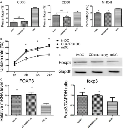 Figure 3. Surface markers and foxp3 expression in CD45RB+ DCs. (A) CD80, CD86 and MHC-II expression in DCs was determined by flow cytometry