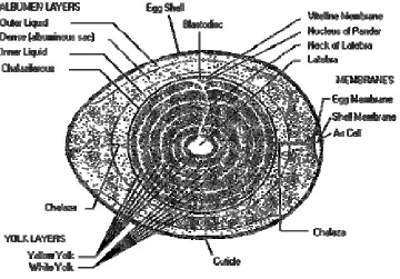 Figure 1.1. 
