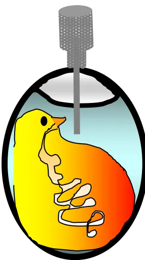 Figure 1.3. Schematic representation on in ovo injection  