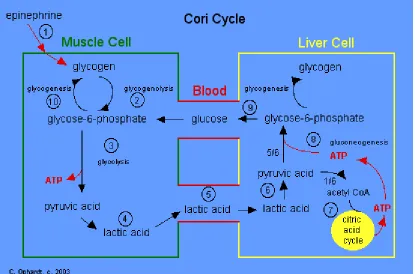 Figure 1.5.From: http://www.elmhurst.edu/~chm/vchembook/604glycogenesis.html 