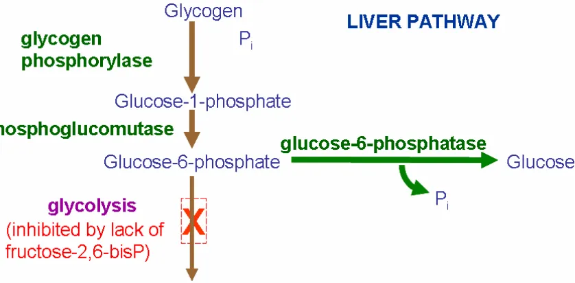 Figure 1.7. Pathway of glycogen synthesis (glycogenesis)  From: www.biochem.arizona.edu/classes/bioc460/fall/html/power/lec31.ppt  