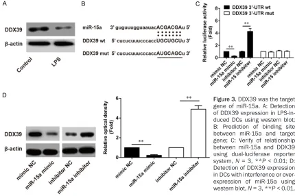 Figure 3. DDX39 was the target gene of miR-15a. A: Detection 