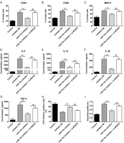 Figure 5. Interference of DDX39 removed the inhibition of miR-15a on DCs maturation. To evaluate the relationship between DDX39 and miR-15a in LPS-induced DCs maturation, miR-15a inhibitor and si-DDX39 were cotransfected into DCs in the presence of LPS, mi