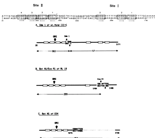 FIG. 3.consensusEcoRI.pentanucleotides.withdigestiontheSV40by (Top) Sequence of SV40 DNA about the origin of replication