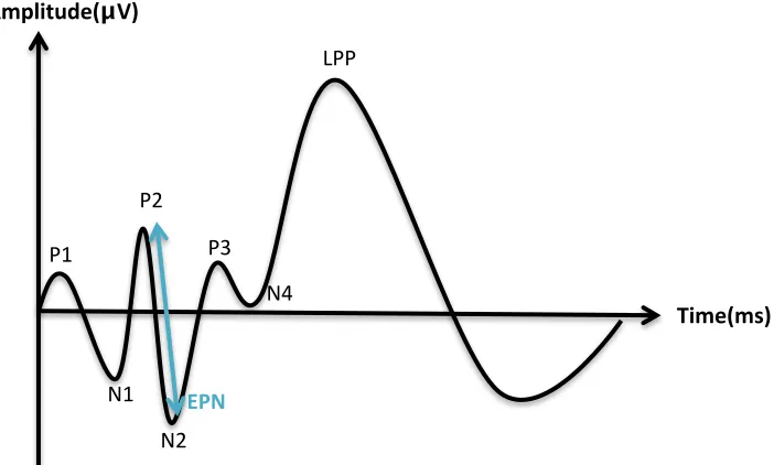 Figure 2 Typical ERP waveform and components in response to affective visual stimuli 