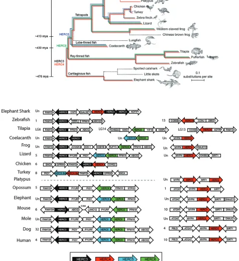 FIG 1 Emergence of the small-using the UCSC Genome Browser (HERC family. (A) HERC3 (black), HERC4 (red), HERC5 (blue), and HERC6 (green) sequences were searched in genome assemblieshttps://genome.ucsc.edu) and NCBI gene and protein sequence databases
