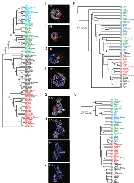 FIG 2 (A) Molecular phylogenetic analysis using the maximum likelihood method. The evolutionary history was inferred by using the maximum likelihoodmethod based on the JTT matrix-based model (89)