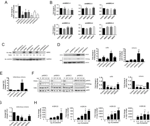 FIG 3 HERC3 to -6 differentially restrict HIV-1 particle production. (A and B) HOS-CD4-CXCR4 cells were transfected with a plasmid carrying either scrambledproduced from cells were used to infect the luciferase reporter cell line TZM-bl to measure the numb