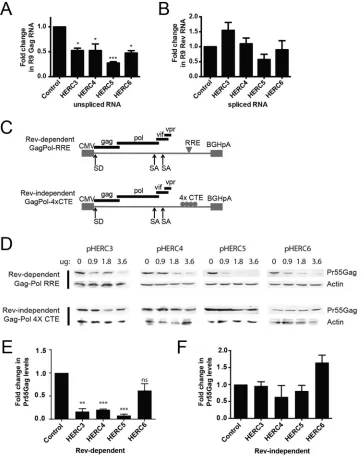 FIG 4 HERC3 to -5 inhibit cytoplasmic accumulation of unspliced HIV-1 RNA. (A and B) 293T cells were(loading control), or eGFP (transfection control)