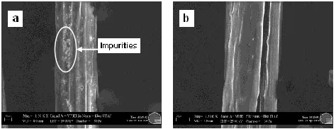 Fig. 2. SEM micrograph of kenaf fiber (a) untreated fiber and (b) treatment 1 (treated 3% NaOH for 12 hours)