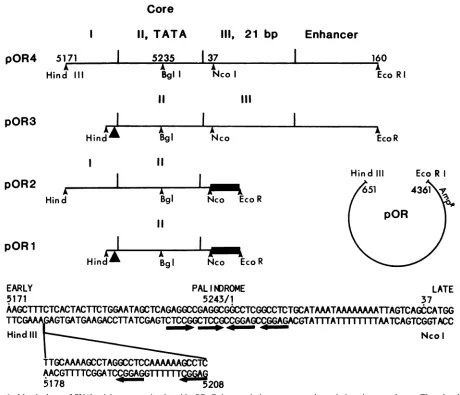 FIG.1.ThepOR3 Matched set of SV40 origin mutants in plasmid pOR. Relevant viral sequences and restriction sites are shown