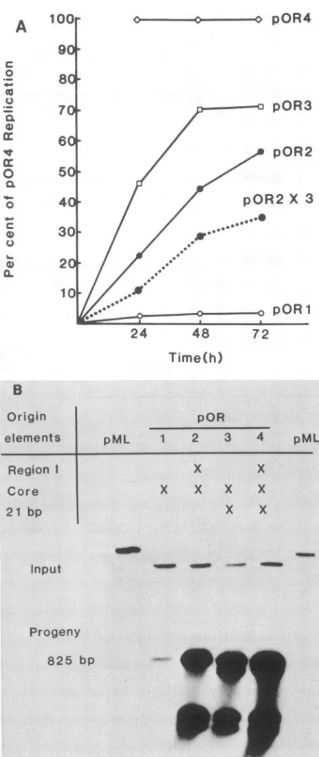 FIG. 2.cells.withtwoGeneScreen,QuantitativepercentagesreplicationthevariousAutoradiogram3 days Replication of wild-type and mutant origins in COS-1 At various times after transfection, DNA was extracted, cut Mbol, separated by agarose gel electrophoresis, 