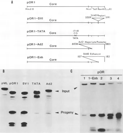 FIG. 3.exposure)progenyassays Replication of the core origin in artificial sequence contexts