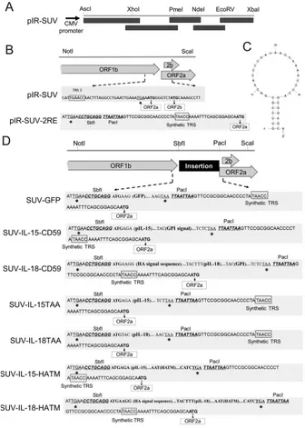 FIG 2 Construction of DNA-launched infectious clones of the PRRSV Suvaxyn MLV and recombinant PRRSVMLVs with foreign genes incorporated in the vicinity of the ORF1b/2 junction region
