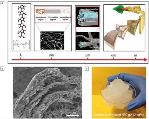 Figure 1. Structure of cellulose fiber. (a) Schematic to show the hierarchical structure of cellulose from the wood cell wall to micro fibrillated fiber to nano fibrillated fiber to a cellulose molecule