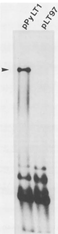 FIG.3.arrowhead.describedcleavageReplicationmousemarkermolecular-weightlow-molecular-weight105 Replication of pPyLT1 and its deletion mutant pLT97 in 3T6 cells