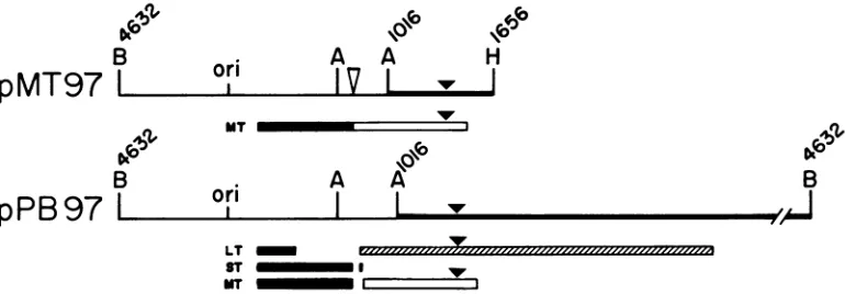 FIG. 5.fragmenttheterminus.and(nucleotidesbetweenB,sequences BamHI; Diagram showing how the 30 bp deletion was introduced into pM l , a recombinant encoding exclusively the middle T antigen, pPB21, a recombinant encoding the three early proteins