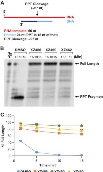 FIG 9 Effects of the compounds on RH cleavage (PPT substrate). (A) Overall structure of the template/The location of the PPT fragment is shown