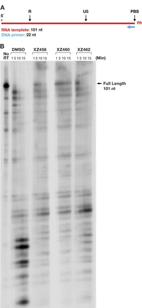 FIG 10 Effects of the compounds and polymerization on RH cleavages. (A) Template/primer (T/P) usedfor the polymerase-dependent RH assay