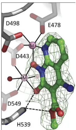 FIG 4 Relative position of XZ462 in the RNase H active site of HIV-1 RT, showing contacts withresidue H539