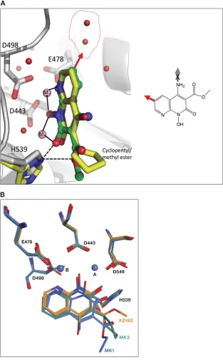 FIG 5 Superposing the crystal structures of XZ462 and MK2 in the RNase H active site of HIV-1 RT