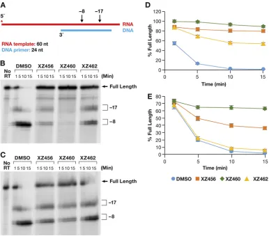 FIG 6 Effects of the compounds on RH cleavage (3representation of the Phosphoimager data of the RH cleavage fragments in panel C