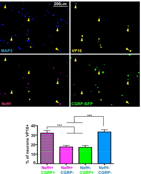 FIG 7 HSV-1 is capable of establishing latency in multiple neuronal populations. Representative images 