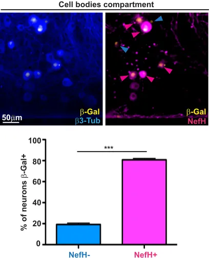 FIG 2 LAT expression is primarily observed in NefHneurons cultured in microﬂuidic devices for 3 days were infected at the distal axon compartment withKOS/62 (MOIpromoter-drivengraph, the blue arrowheads point to� neurons following axonal HSV-1 infection