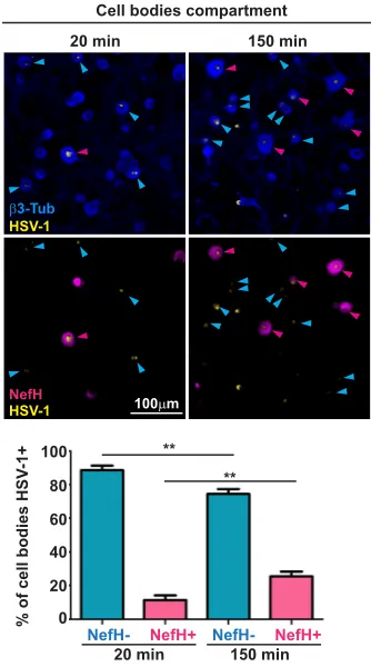 FIG 3 HSV-1 early-infection efﬁciency is lower in NefH� neurons. TG neurons cultured in microﬂuidic