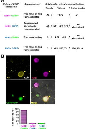 FIG 4 A5CGRP expression. The four deﬁned subpopulations are compared to other existing classiﬁcations:anatomical ending, conduction speed, large-scale single-cell RNA-seq, or carbohydrate expression